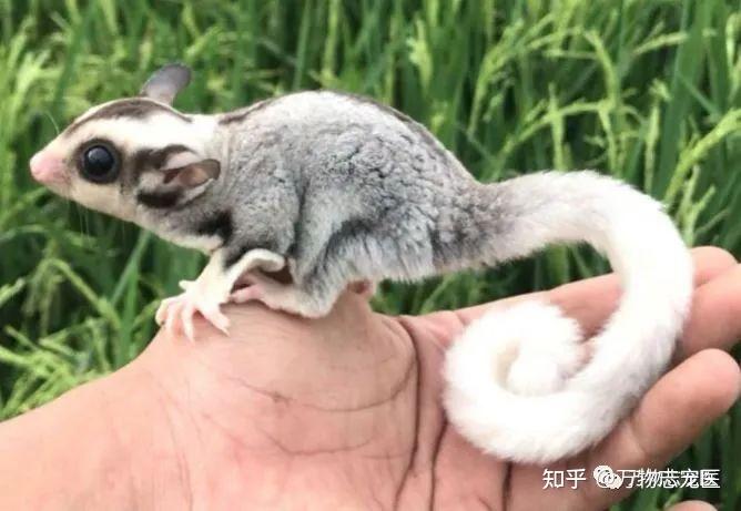 新宠到家蜜袋鼯饲养须知