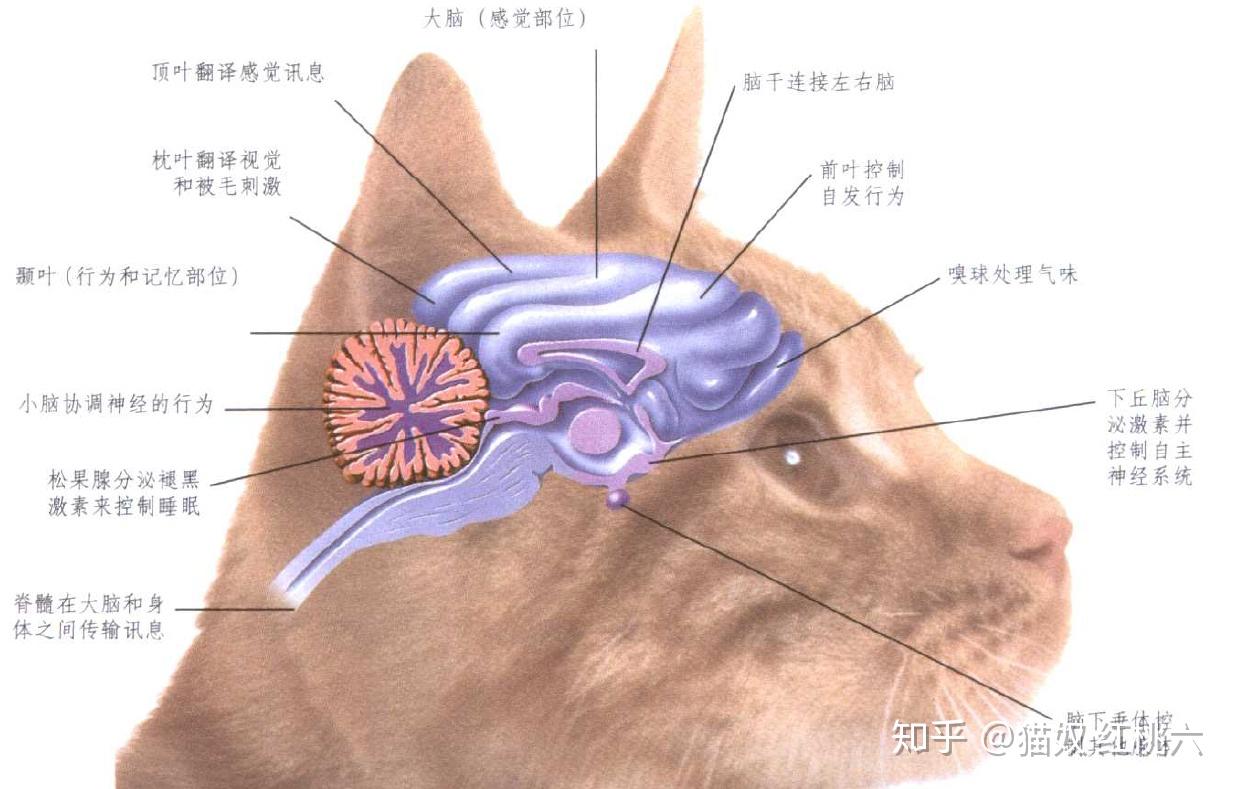 猫咪基础知识篇猫的身体构造为什么猫是完美的肉食动物