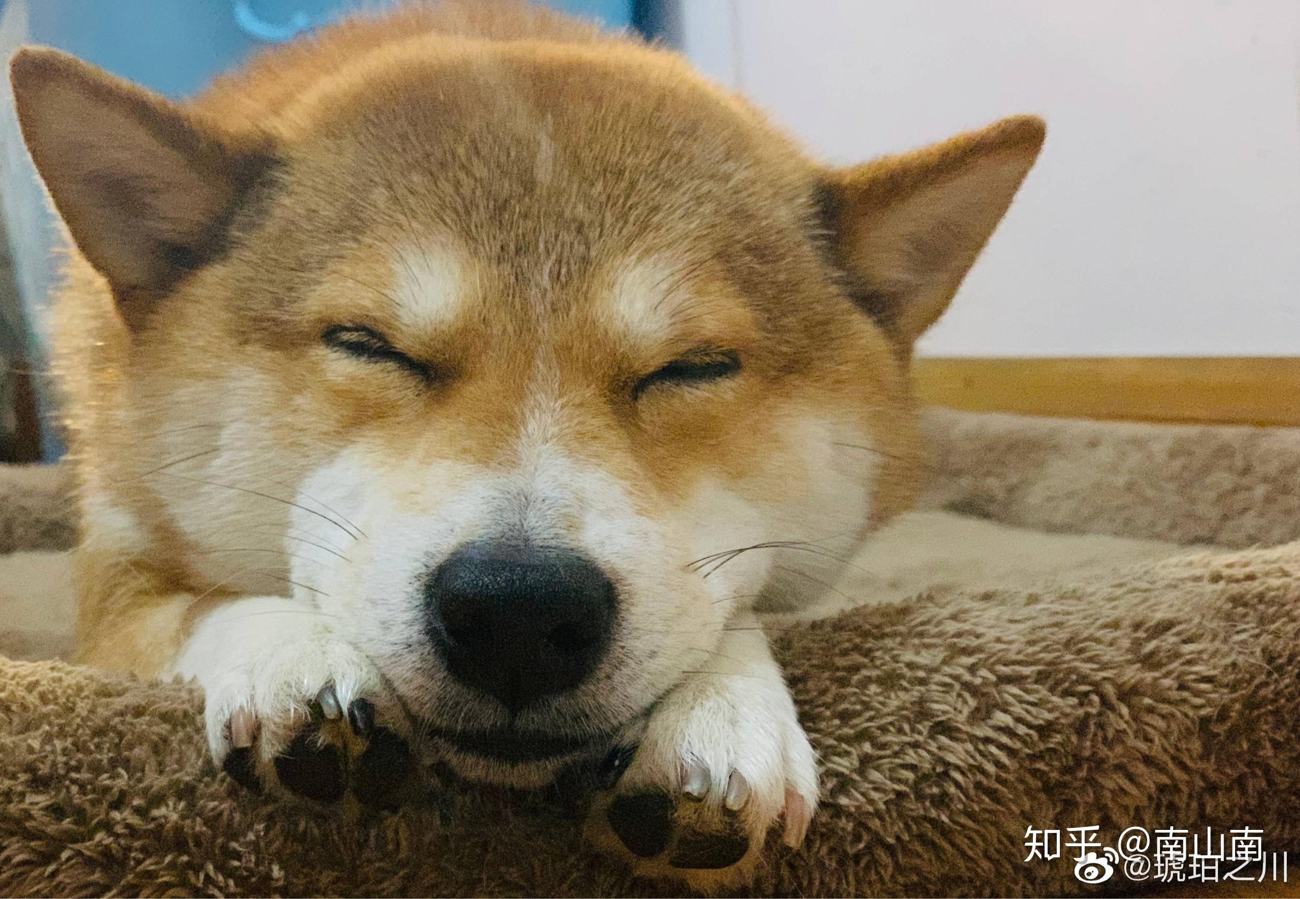 养柴犬是种怎样的体验