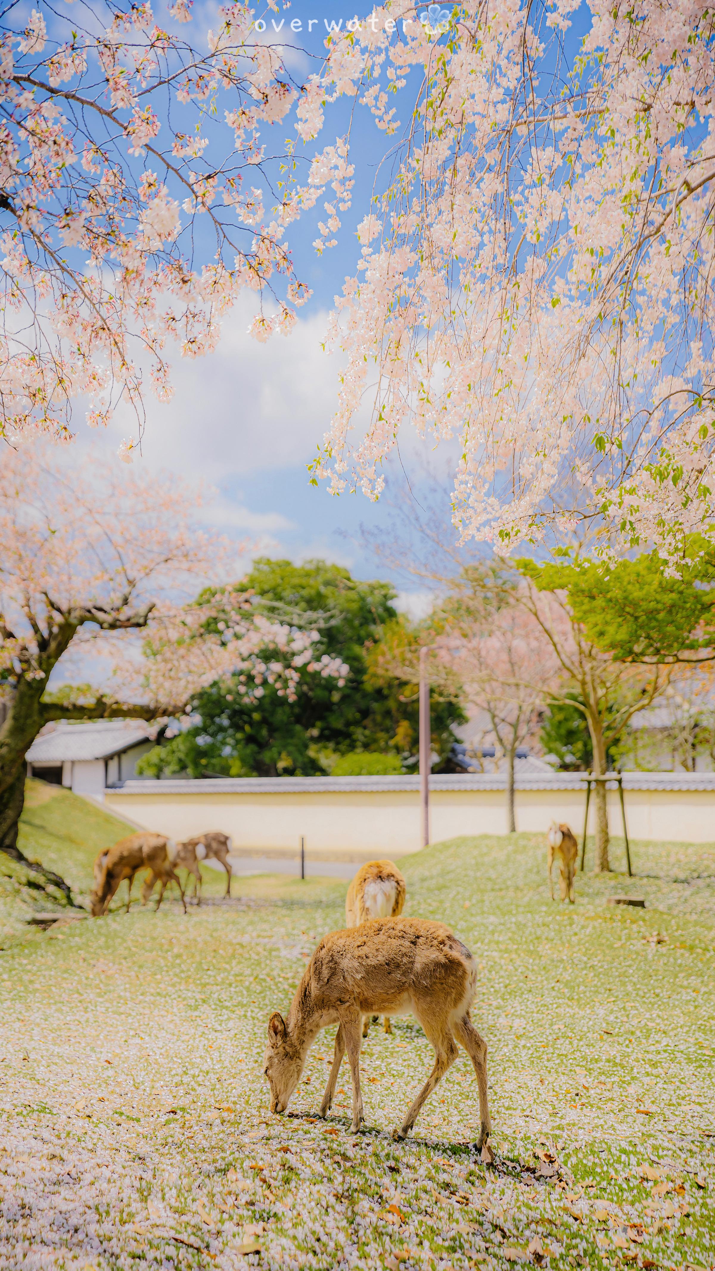有没有高清微信背景图粉色日系樱花类的
