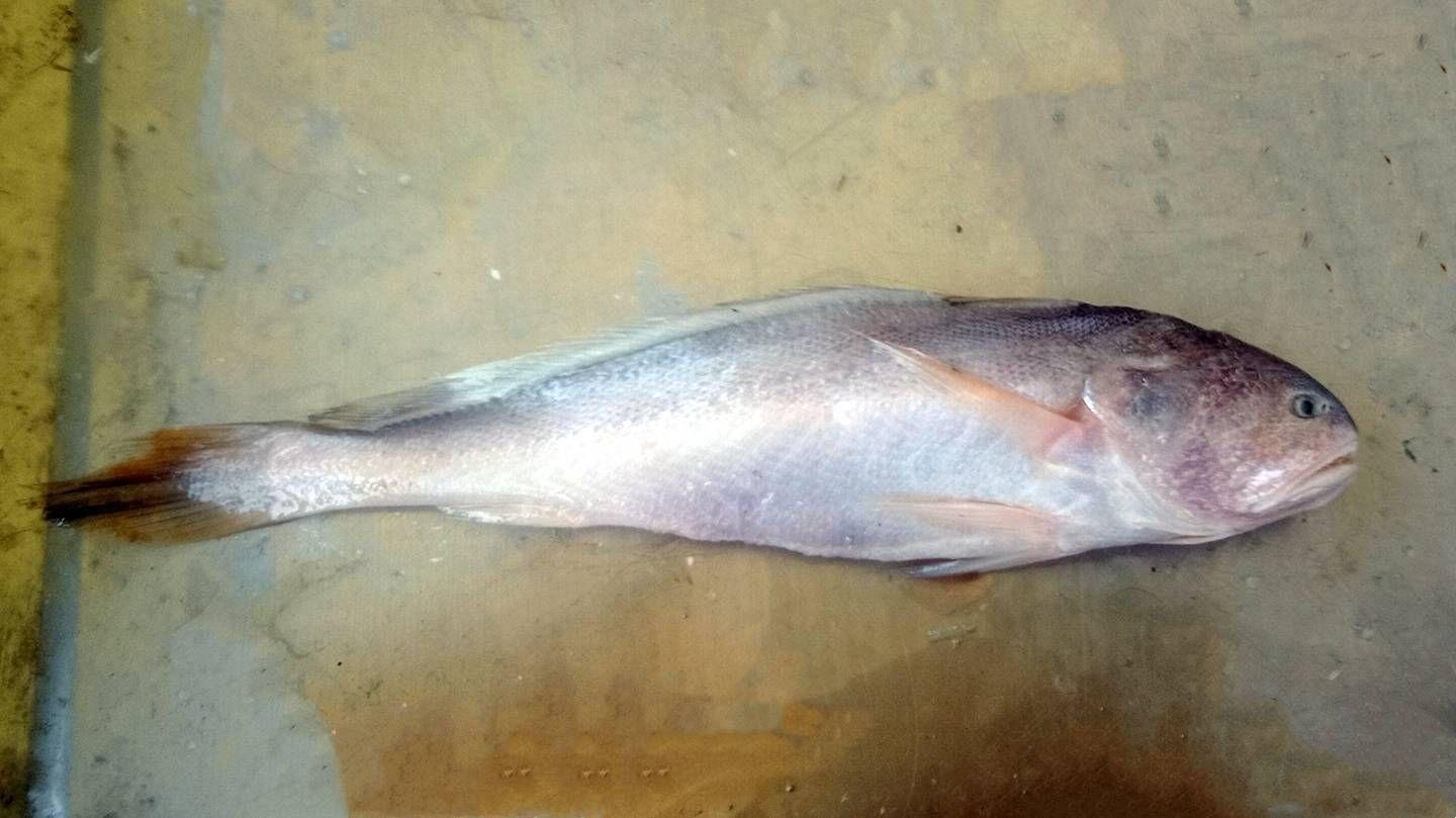 您可能吃到了假鱼闲聊黄花鱼