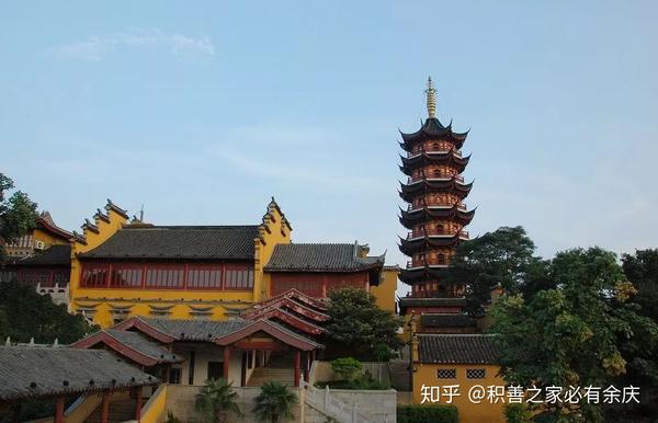 每年都有大批市民慕名前往最多的一天来看这棵网红树的人数达到了7万