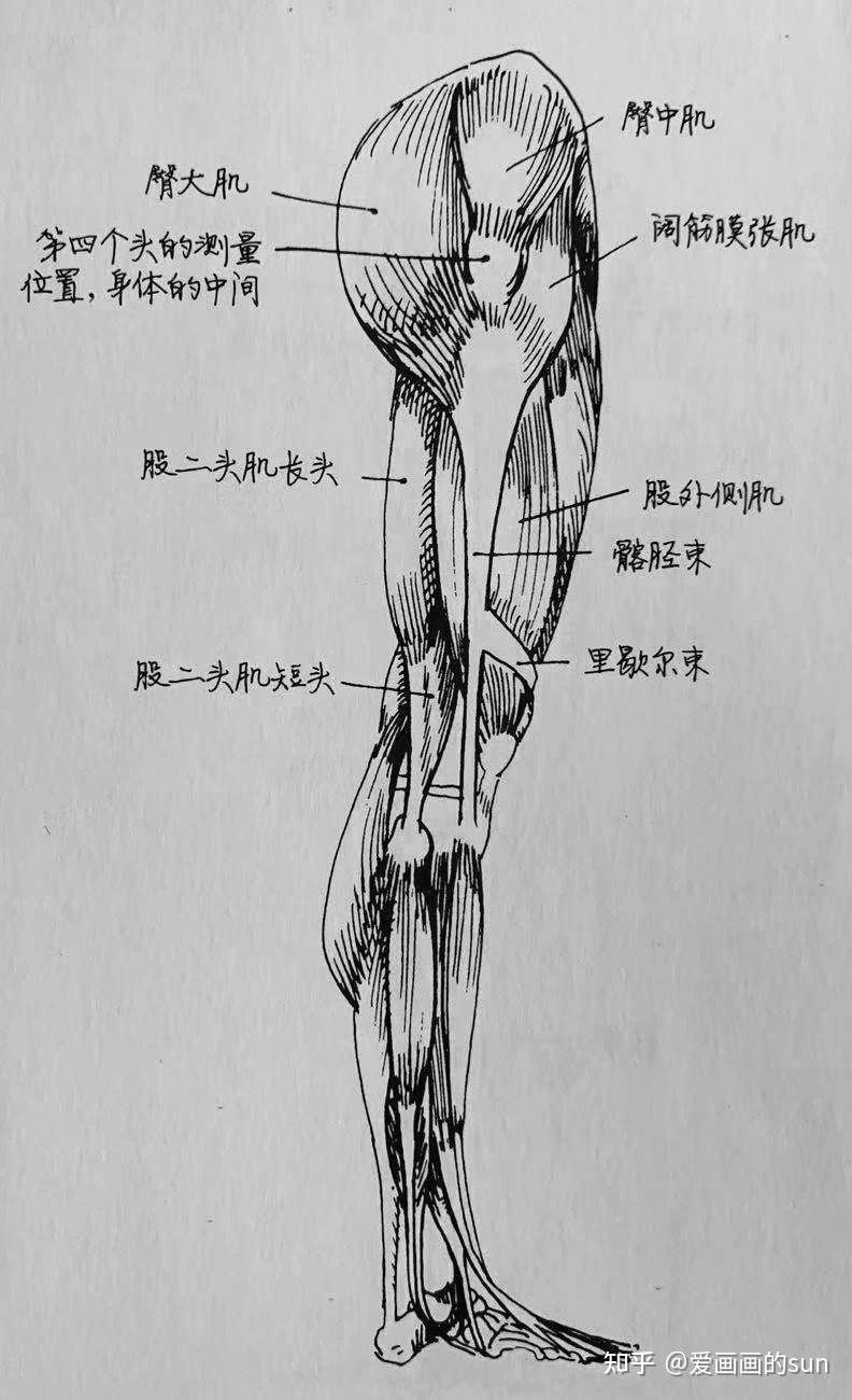 腿部结构 详解1(速写)