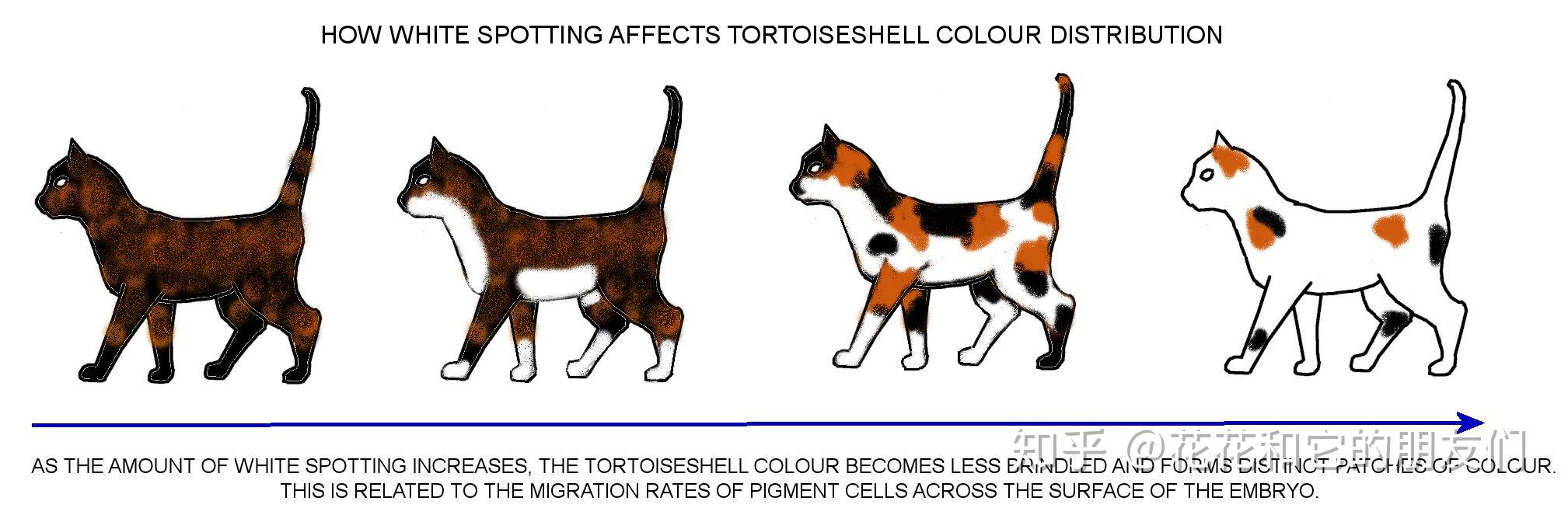 calico cat vs tortoiseshell
