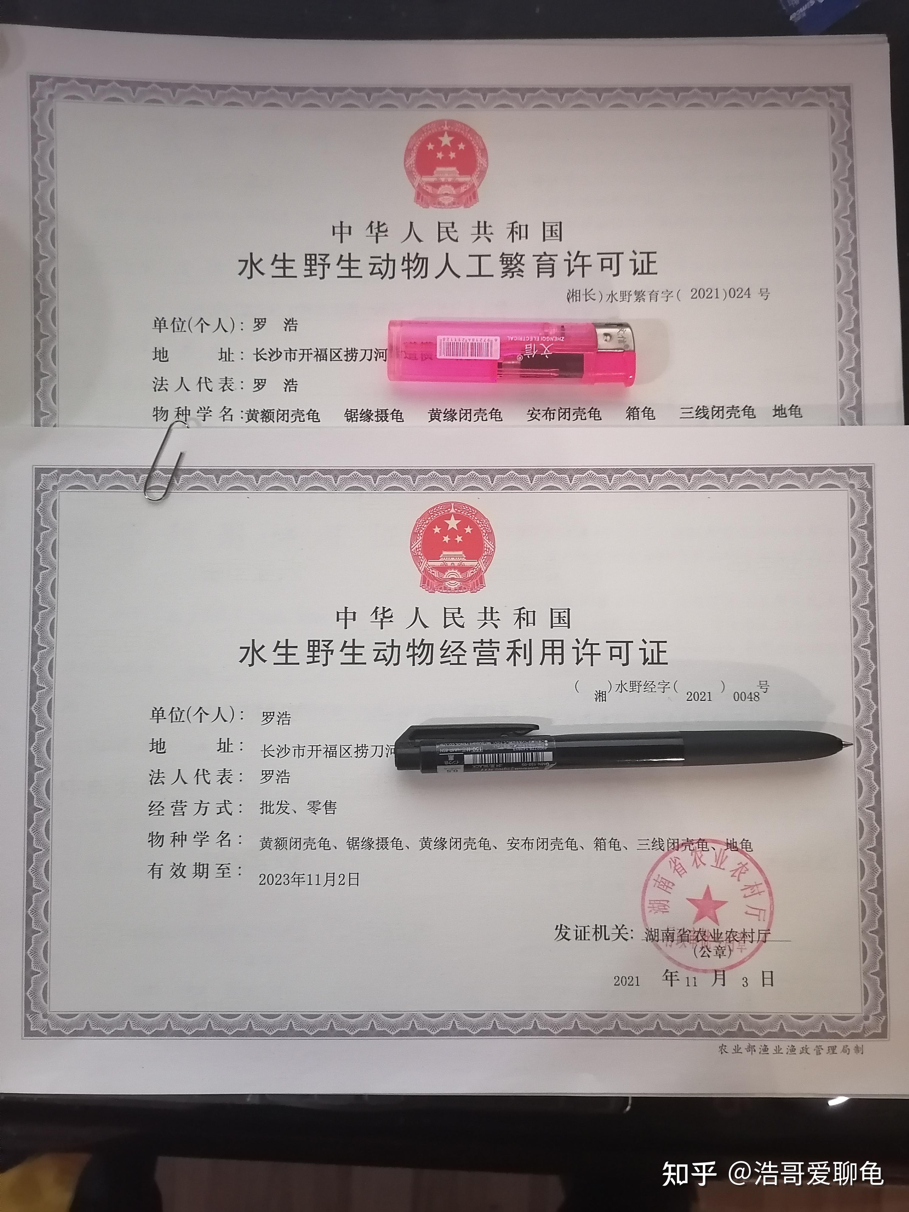 个人如何合法养宠物龟