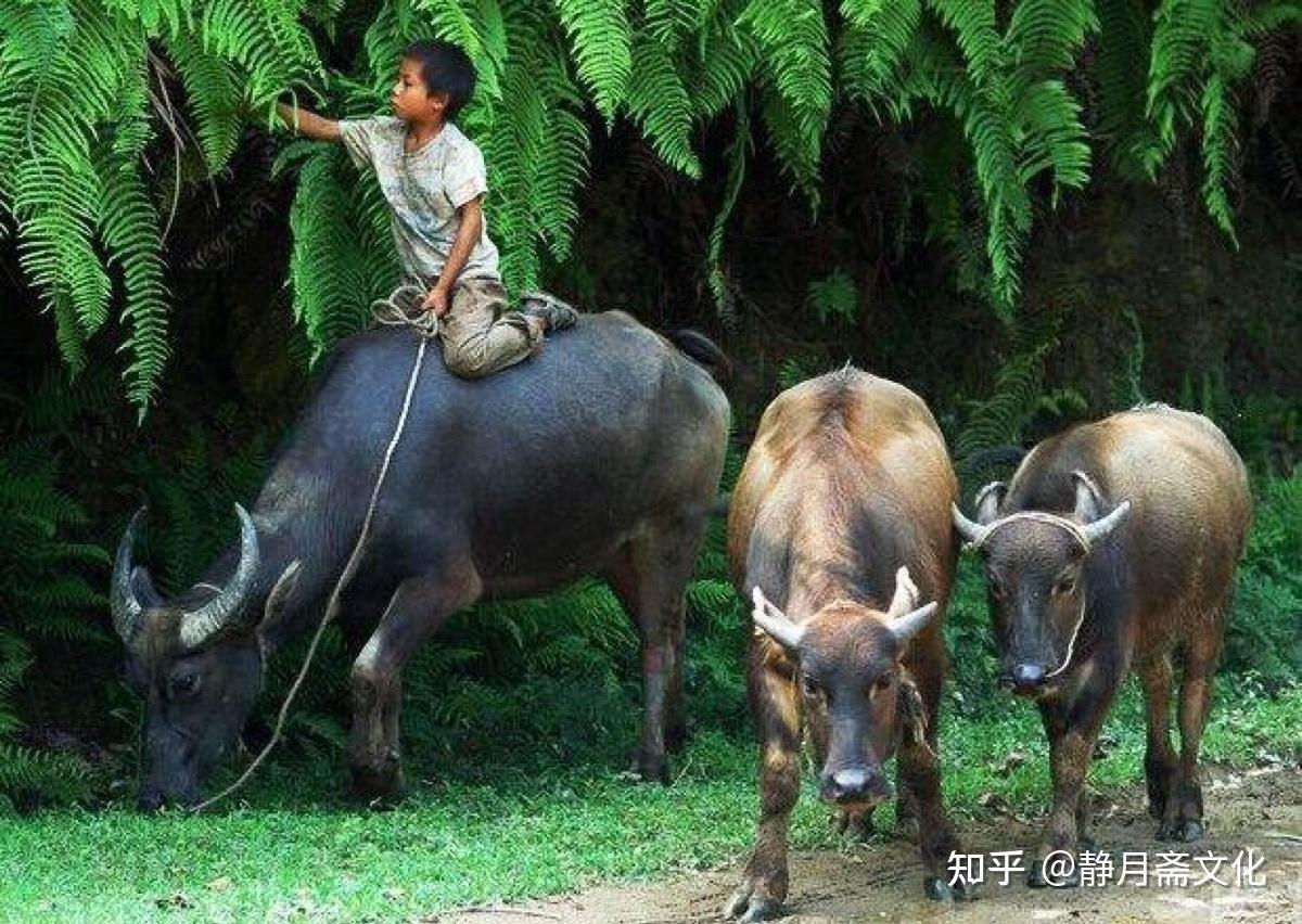 民间故事放牛娃与寡妇打赌到乱葬岗睡7晚竟带回一美女成亲