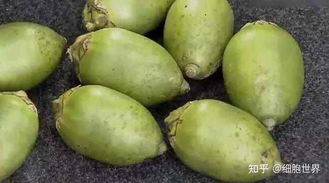 国家广电局：即日起，停止宣传槟榔，槟榔为什么被列为一级致癌物？ - 知乎