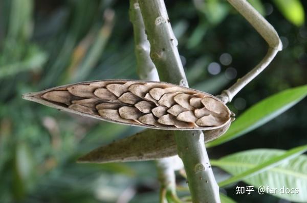 鸡蛋花的果实能吃吗? - 知乎