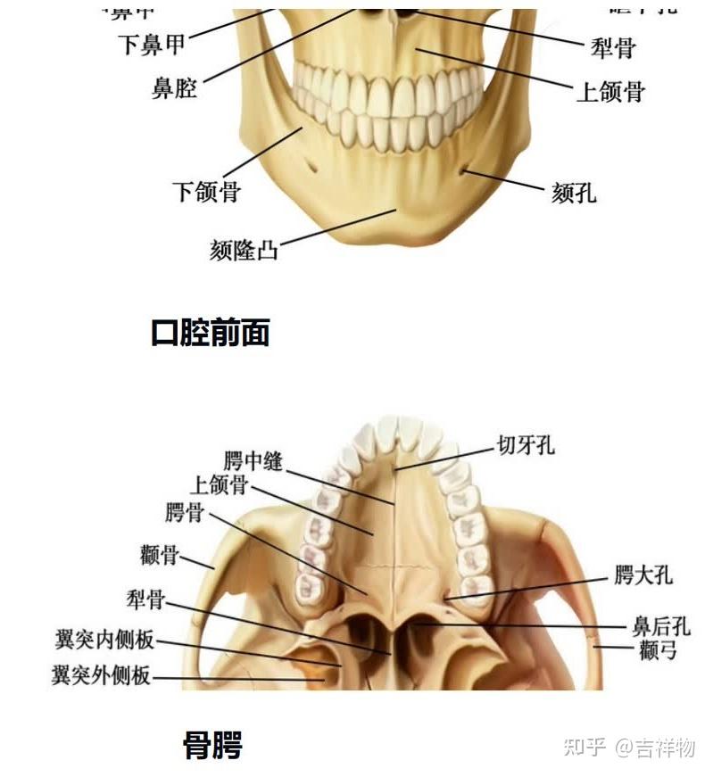 系统解剖学笔记1-颅骨 - 知乎