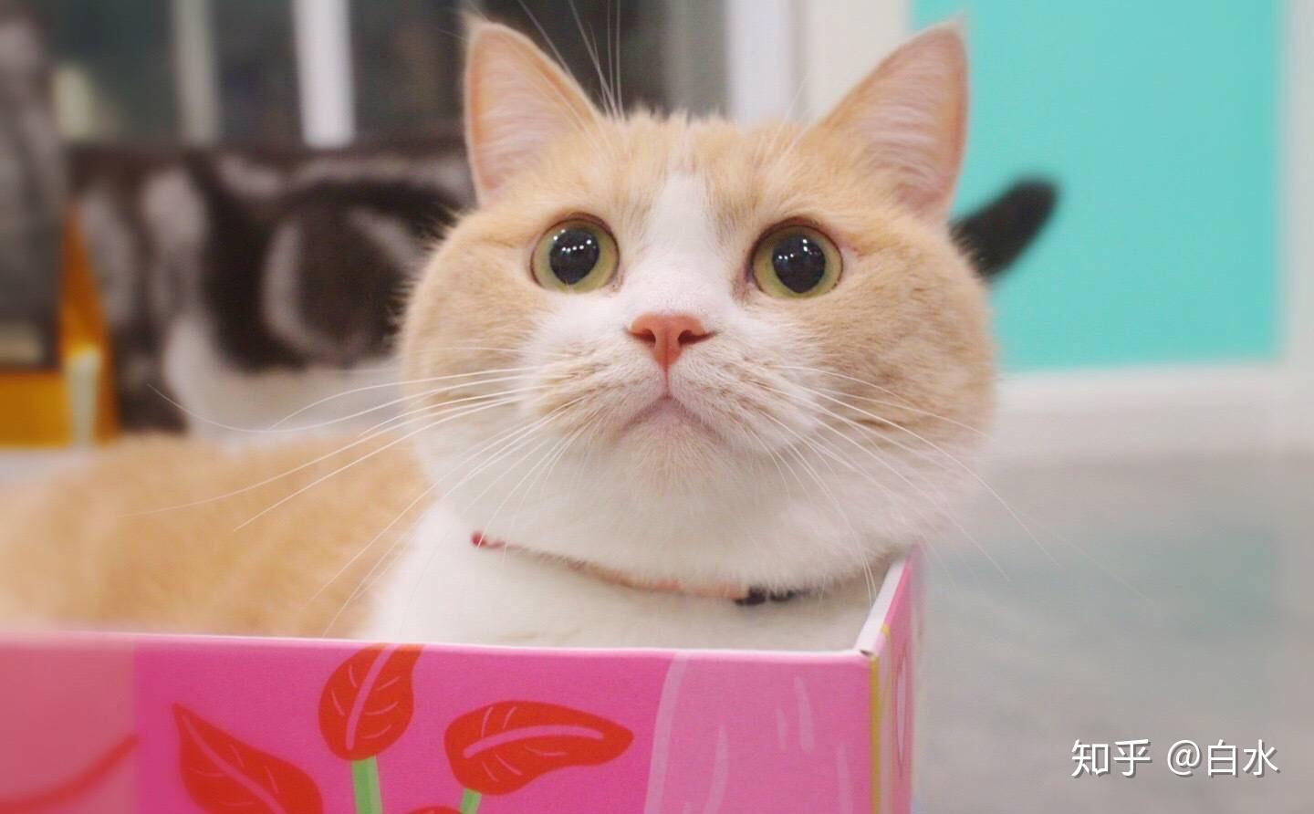 请问各位考会计专硕买什么资料比较好?