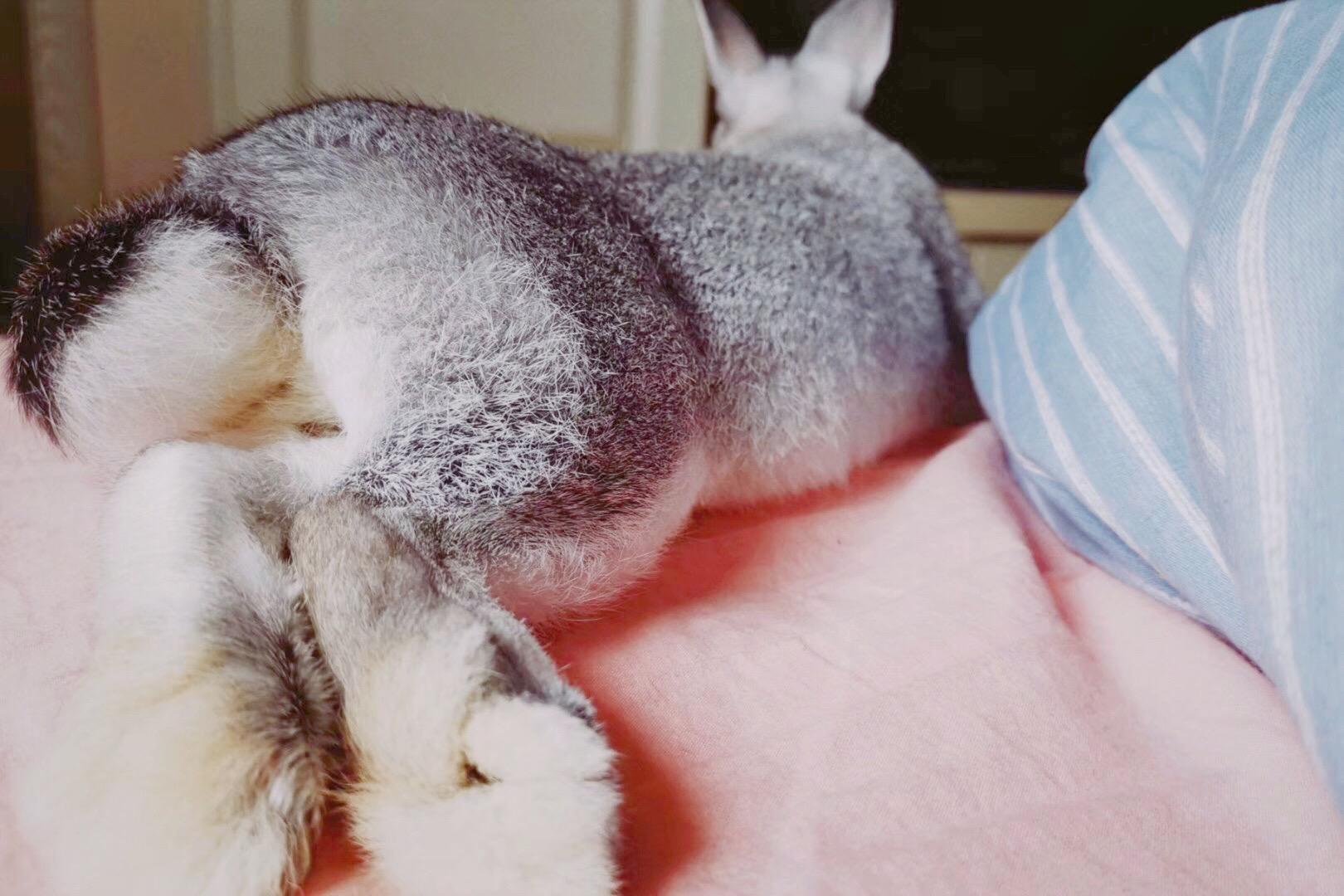 你养的兔子多久才出现贵妃躺