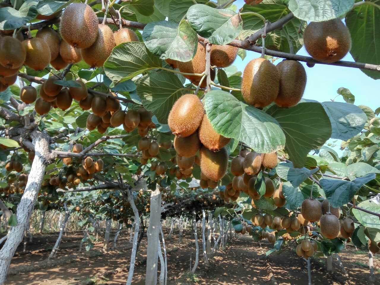 吃货福利来啦美味眉县徐香猕猴桃甜过初恋农夫优品树上现摘原产地直发