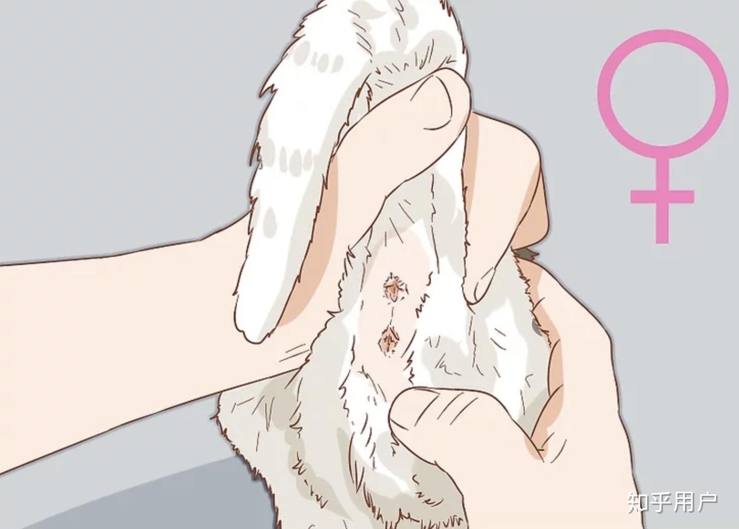 一个月大的猫怎么区分公母