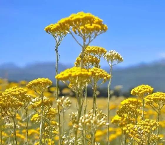 【司令花】意大利永久花纯露