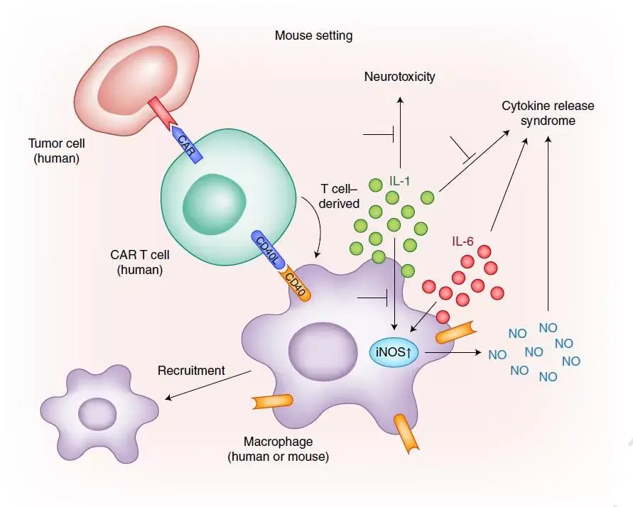 卡那奴单抗(canakinumab)是一种高亲和力的全人源化的靶向白细胞介素1