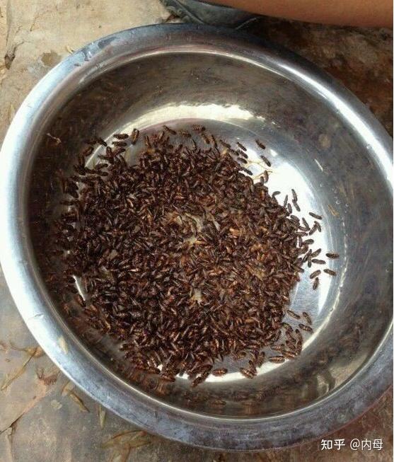 飞蚂蚁可以吃吗