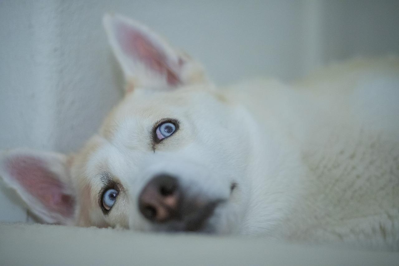 3. 胎心仪使用方法