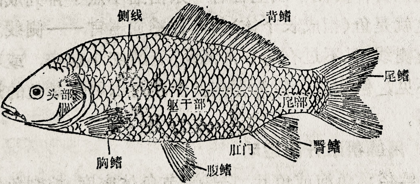 鱼百科 鱼的基础知识 了解主要生理特征 知乎