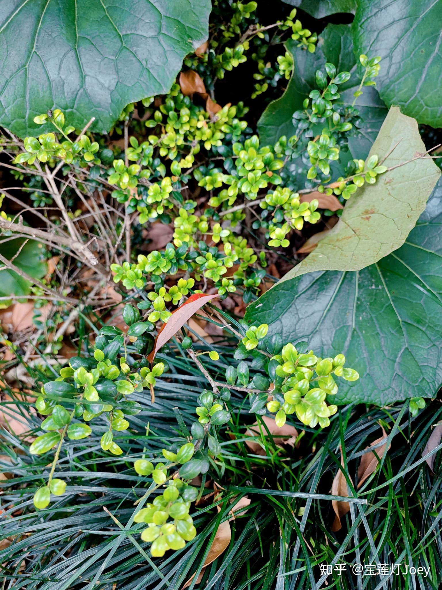 冬青科植物图片