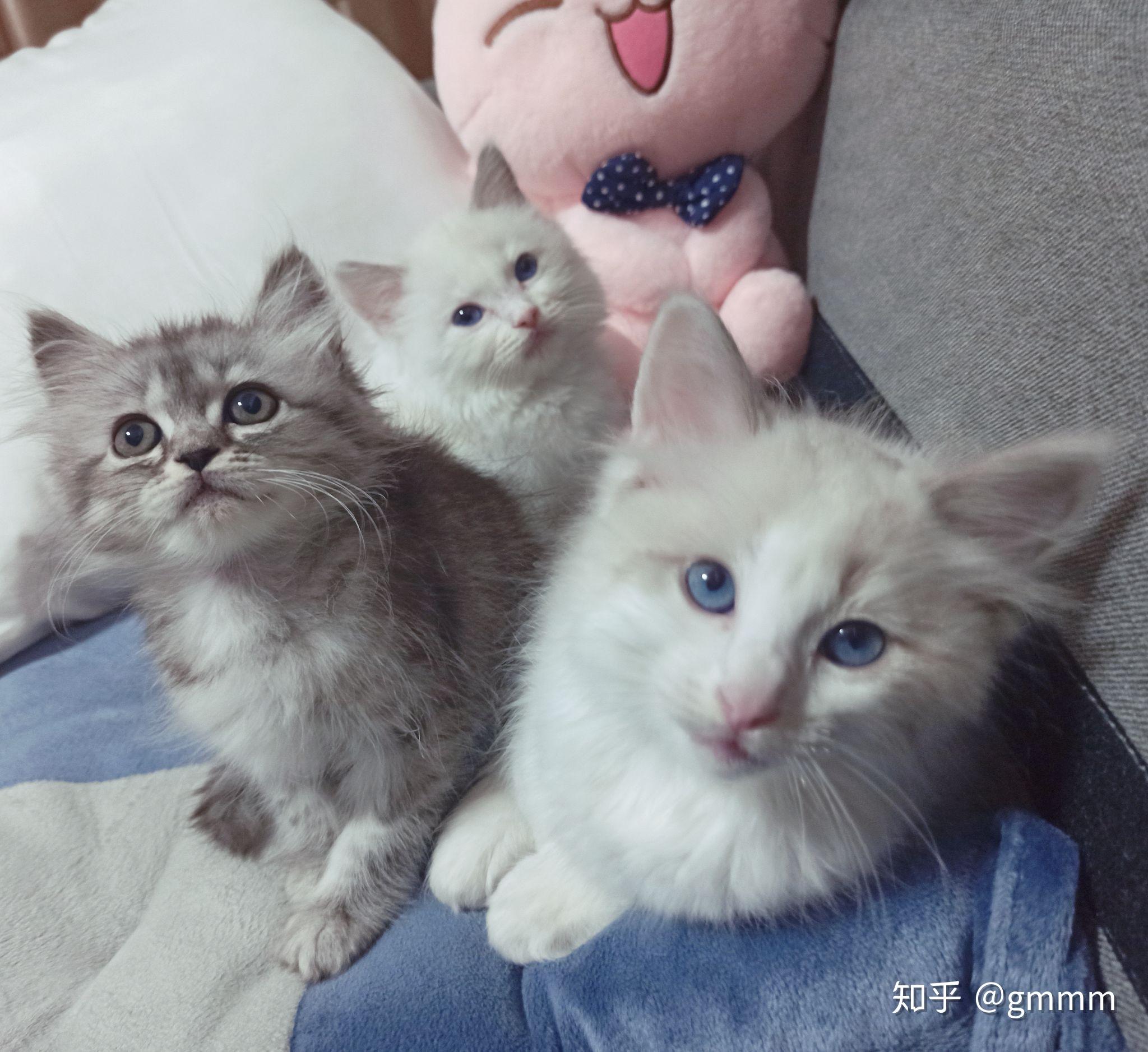 能不能给我看一下美短和金吉拉的串是什么样子的呀? - 知乎