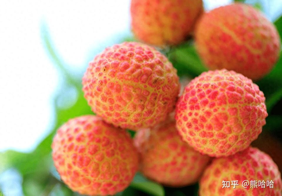 中国九大荔枝品种有哪些 - 知乎