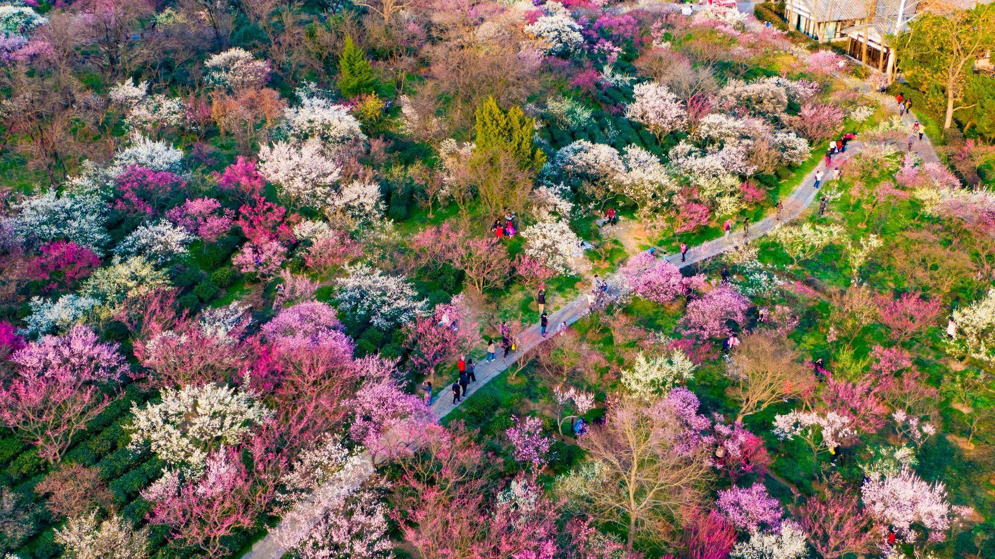 3月份旅遊景點推薦梅花山旅遊攻略低音號免費語音導遊