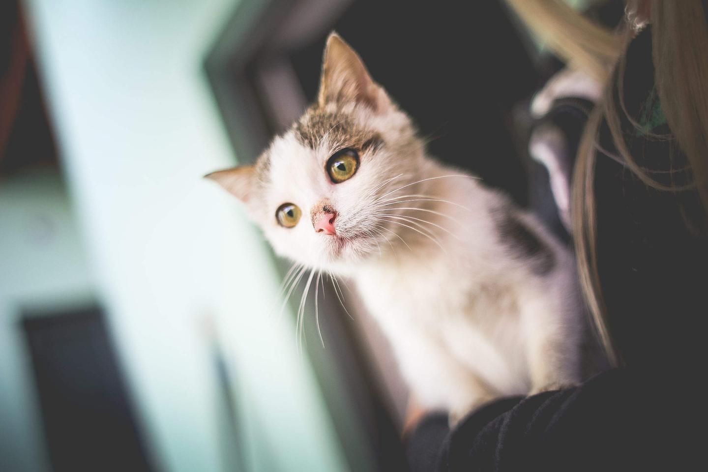 从猫眼睛的颜色就能判断血统 揭秘猫眼颜色的奥秘 知乎 从猫眼睛的颜色就能判断血统 揭秘猫眼颜色的奥秘 知乎