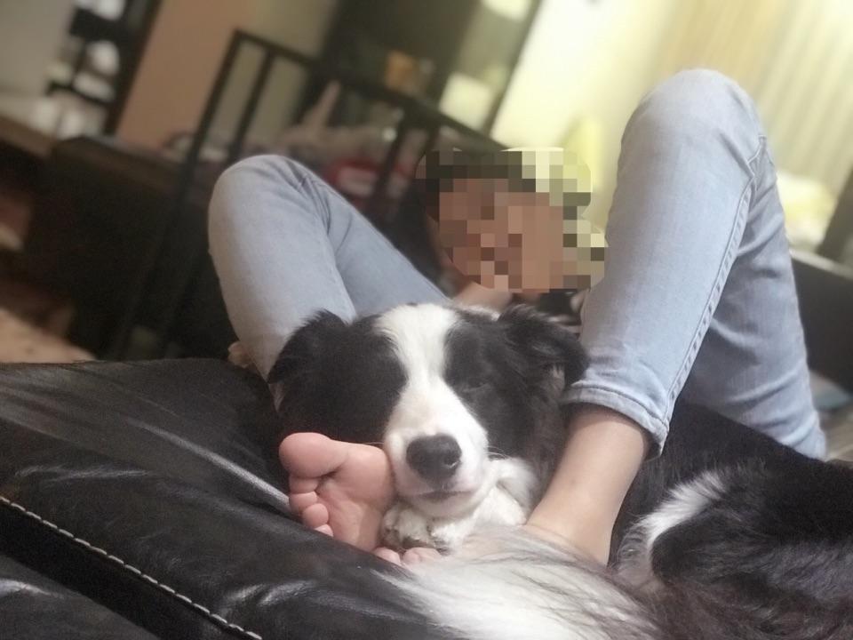 怎么让自己与狗狗更加亲近 v2-918d564d9109cc63970b3087a0f237b2_r.jpg