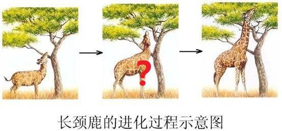 草为何没因进化变得非常难吃? 14 v2 919ce930eda5996272d80e435112e331 720w