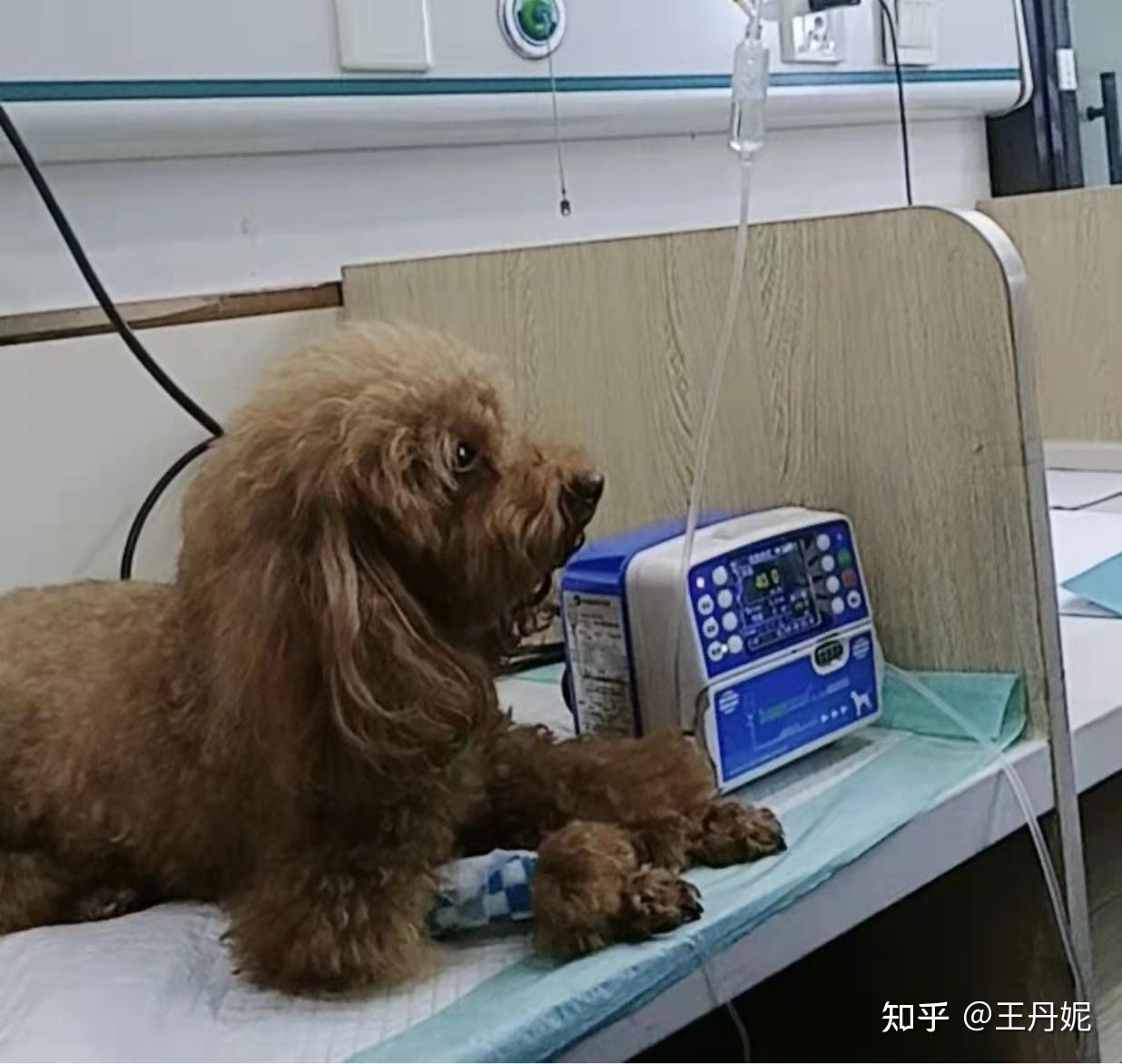 狗狗胰腺炎住院输液的6天看到了太多令人心酸的场景