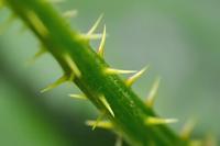 所有自然界的刺居然可以用一个方程描述:直径=长度×0.06