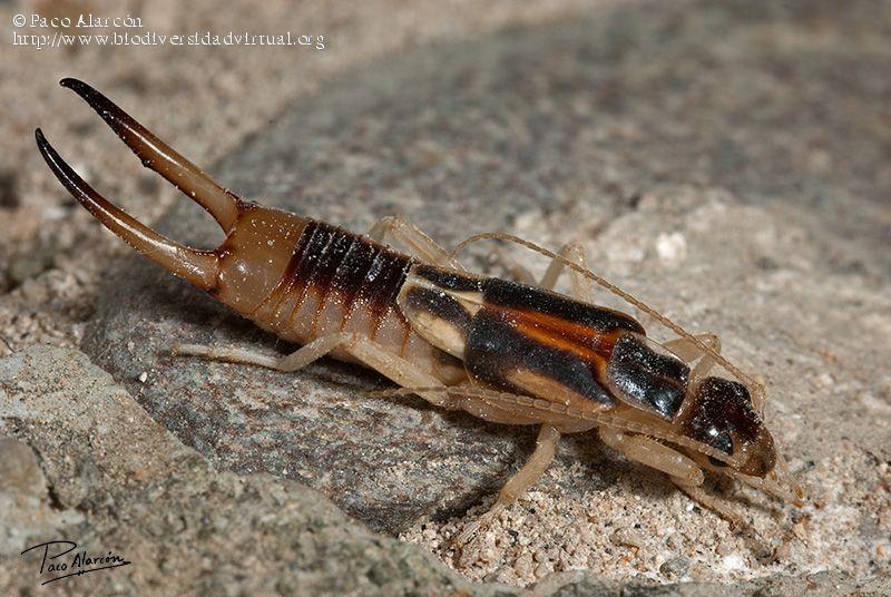 具有钳状尾须的六足动物还有昆虫纲革翅目的蠼螋,俗称耳夹虫.