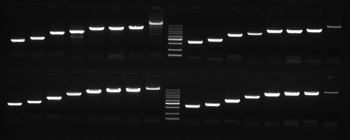 小知识 | 如何获得一张漂亮的胶图 - 知乎