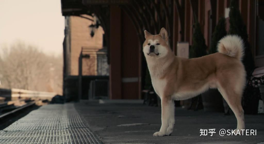 忠犬八公的故事2009