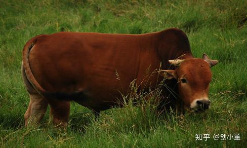 回农村养牛选哪个品种好五大黄牛品种介绍养牛赚钱必备知识