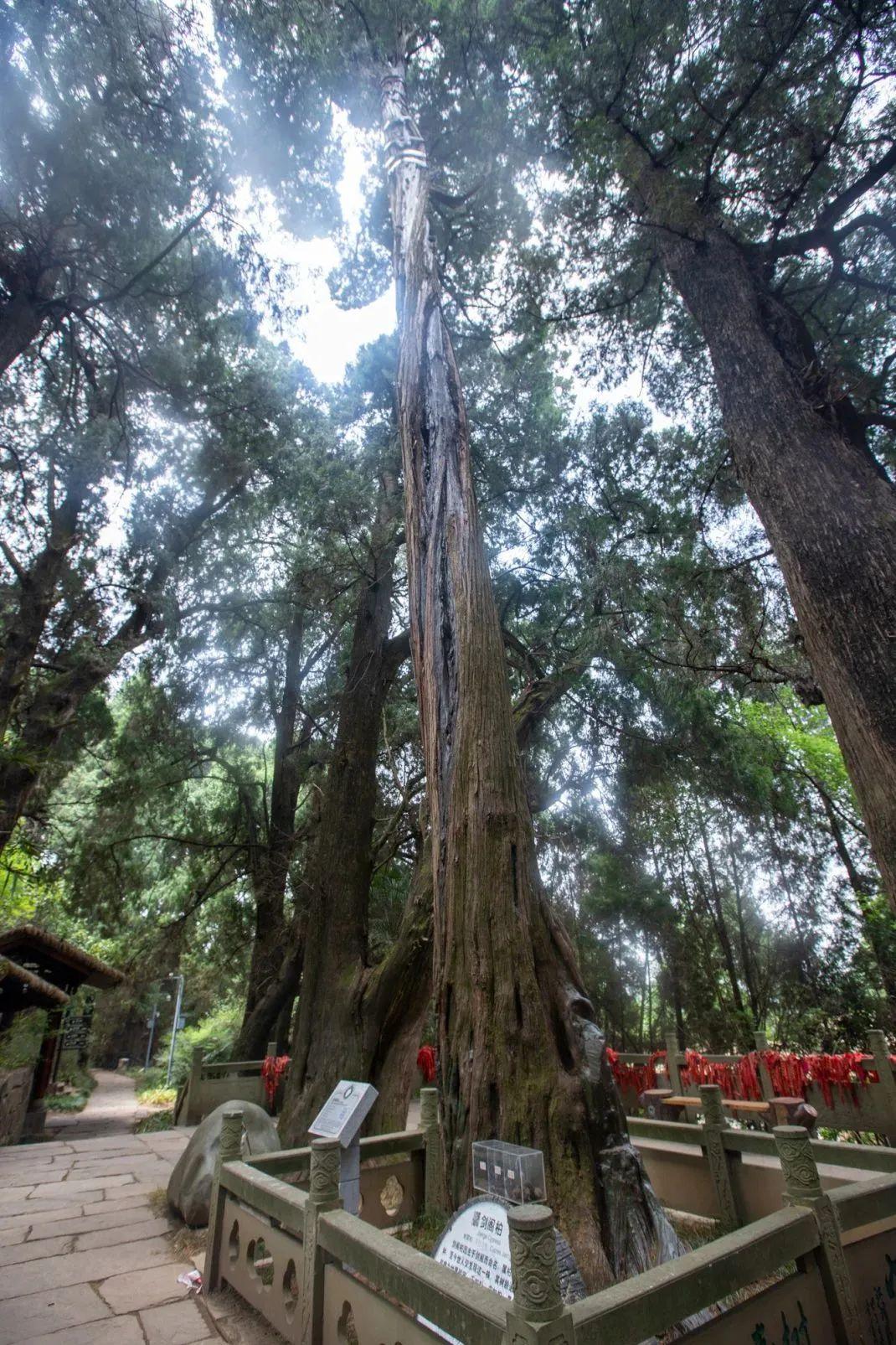 四川翠云廊的千岁居民,个个不同凡响! - 知乎