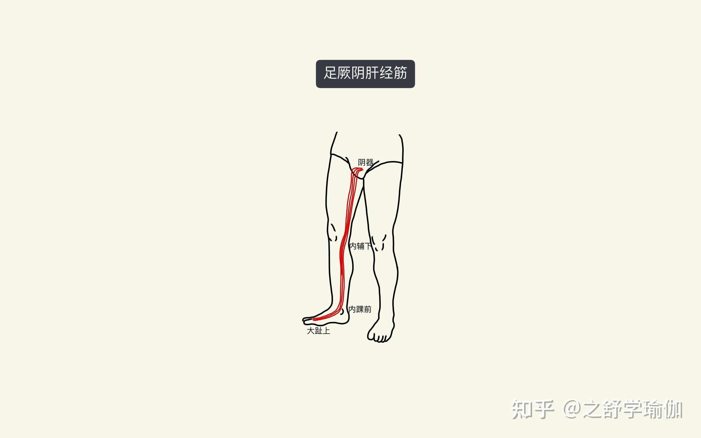 经筋,从大脚趾沿着脚背内侧进入内脚踝前,还分布在小腿内侧,大腿内侧