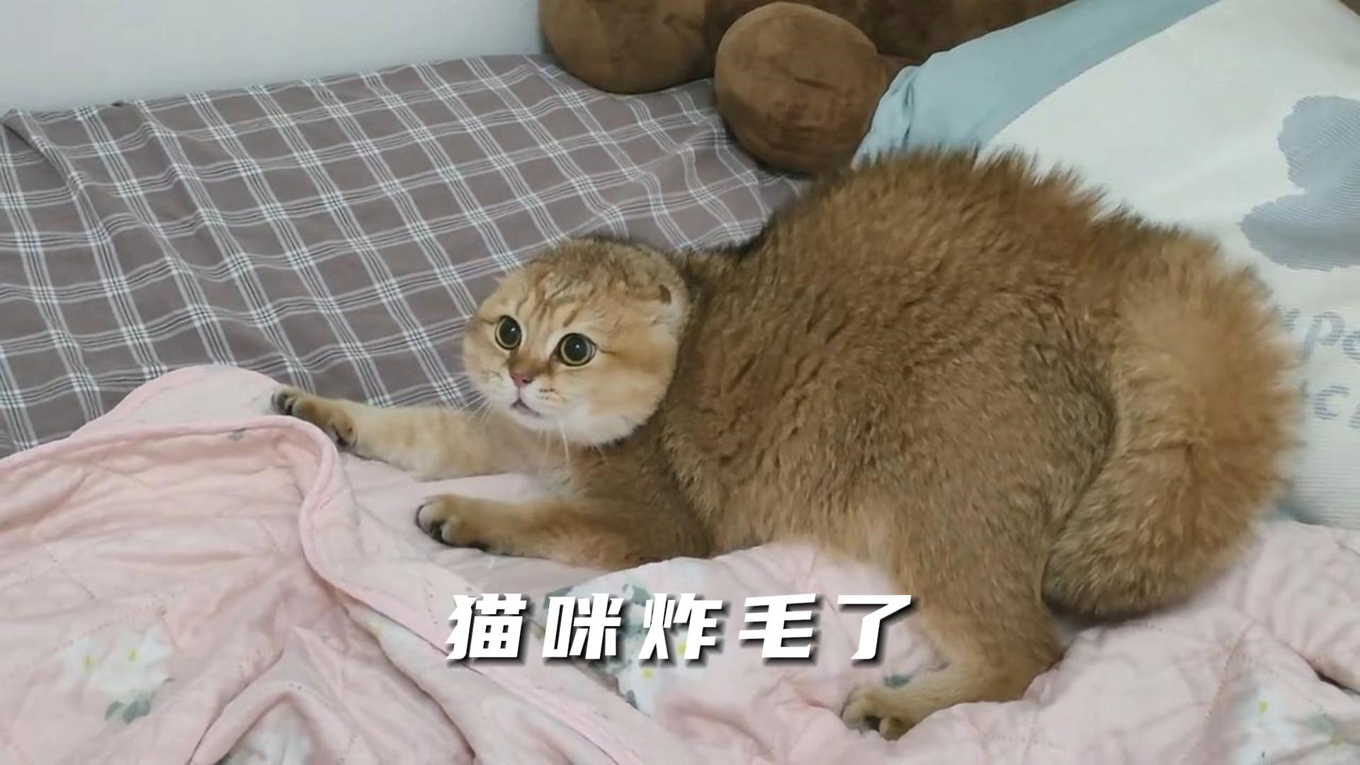 猫咪炸毛这是什么意思呢