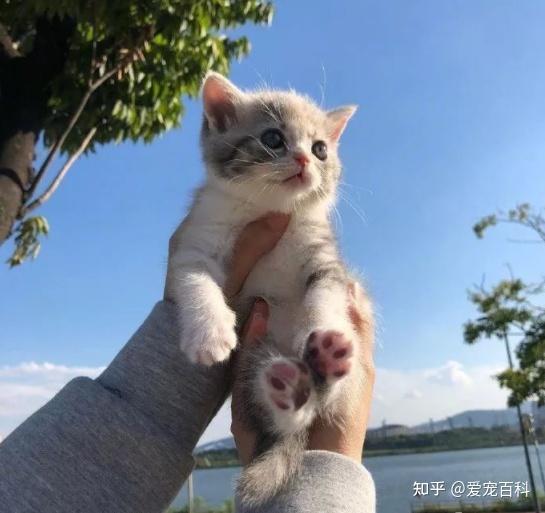 3,将猫咪举高高