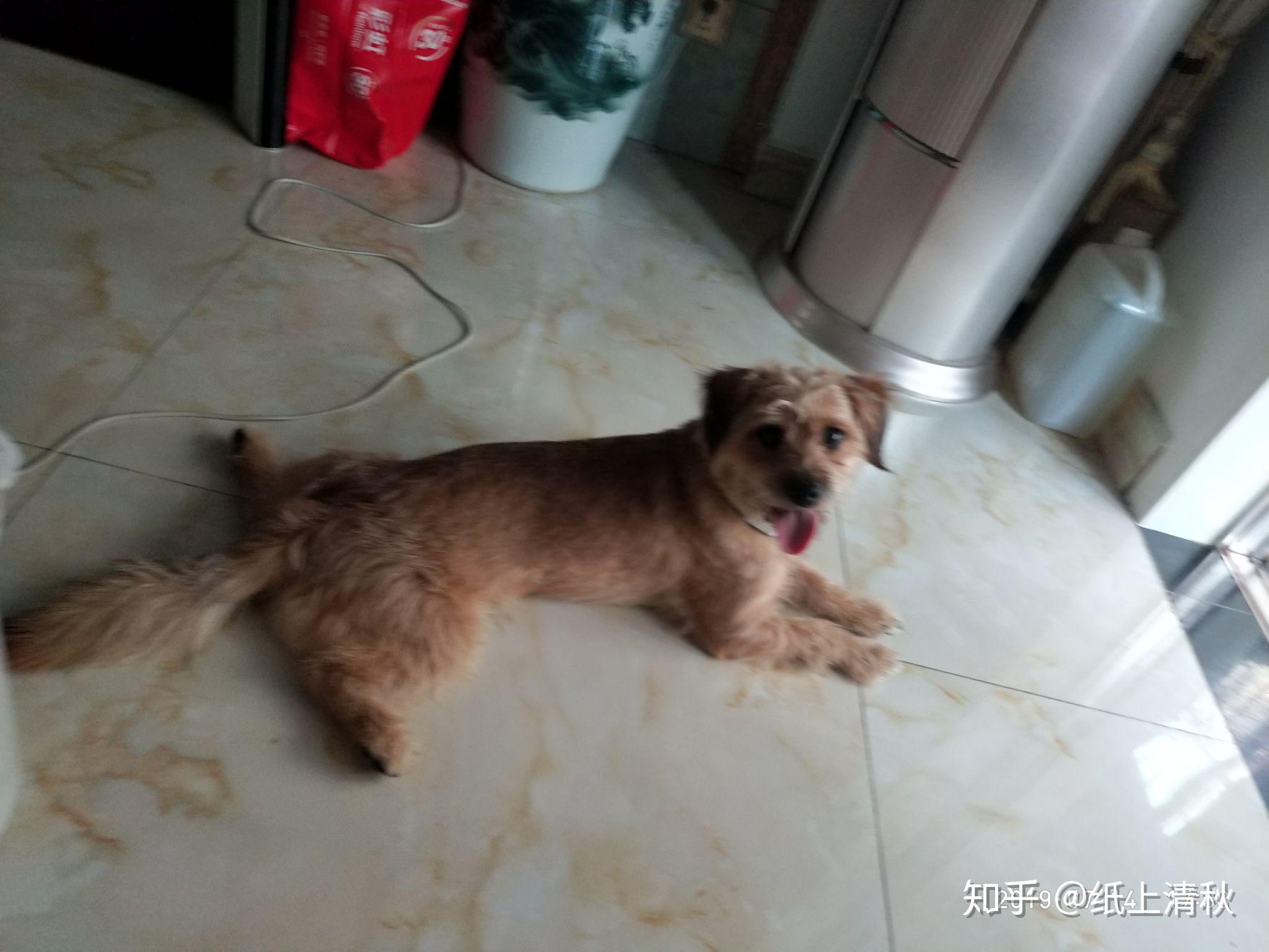 泰迪和柴犬串的狗会不会很丑