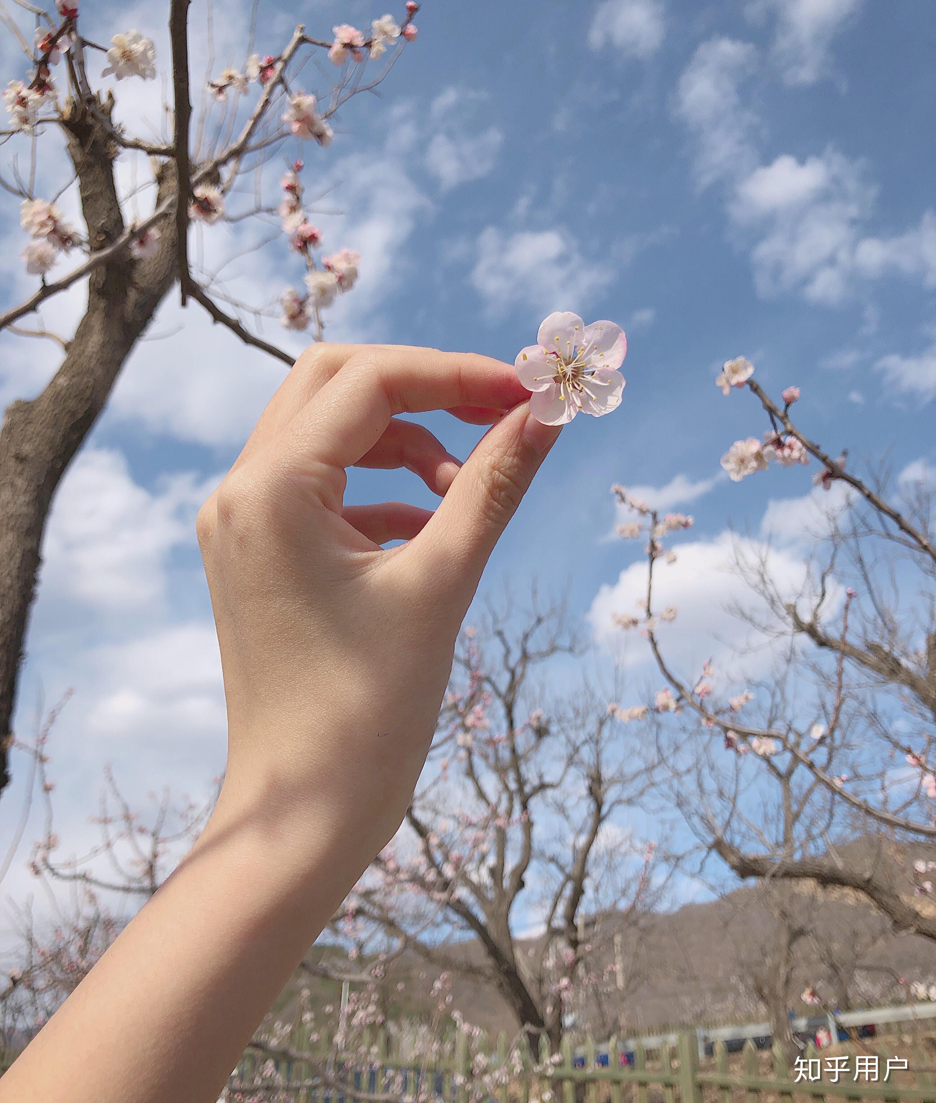 单拍手部的话,有哪些拍照的手部姿势呢? - 知乎
