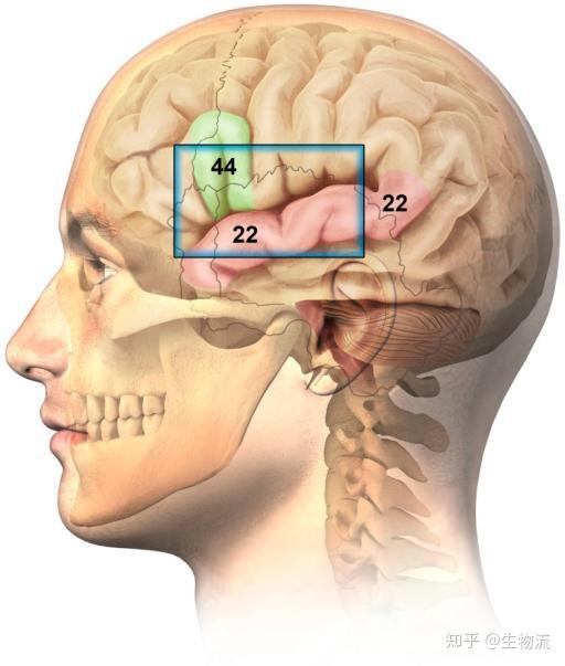 brodmann大脑分区和尼式染色