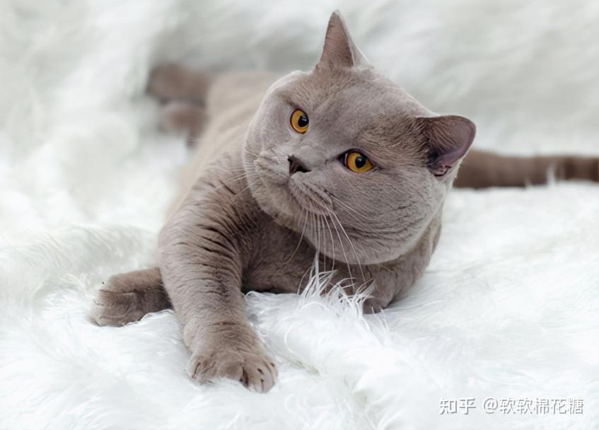猫界好养活的7种猫寿命长布偶猫上榜了