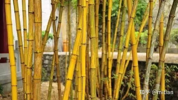 竹类植物识别图鉴(超全),值得珍藏! - 知乎