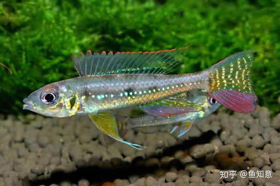 小型观赏鱼绿宝石短鲷