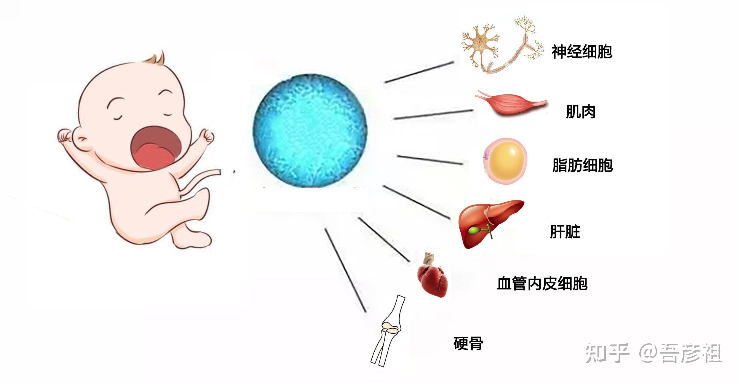 新生儿干细胞储存到底有没有用？ 知乎 4674