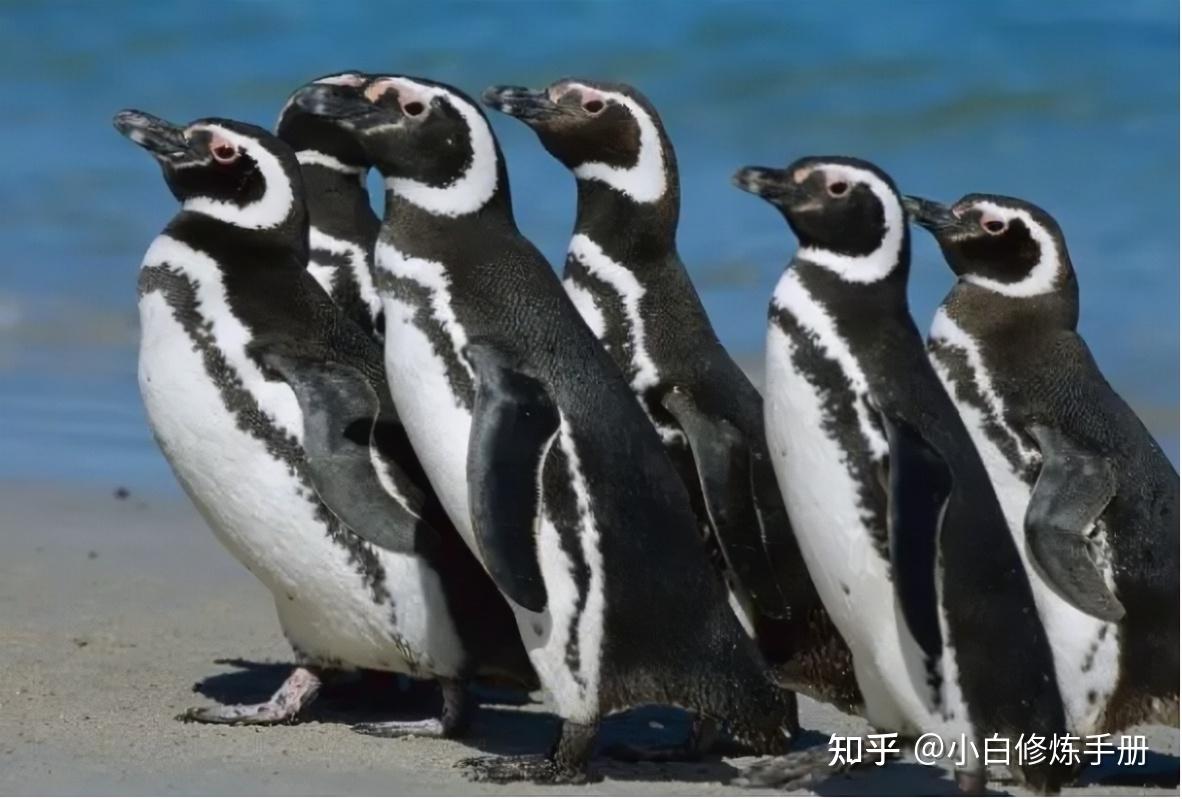 热带企鹅也兴一夫一妻制 - 知乎