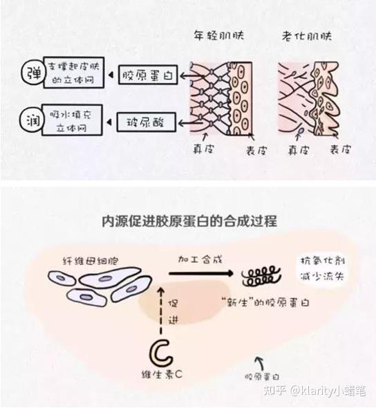 能够促进胶原蛋白合成,增强皮肤保水性,达到1 1>2的效果