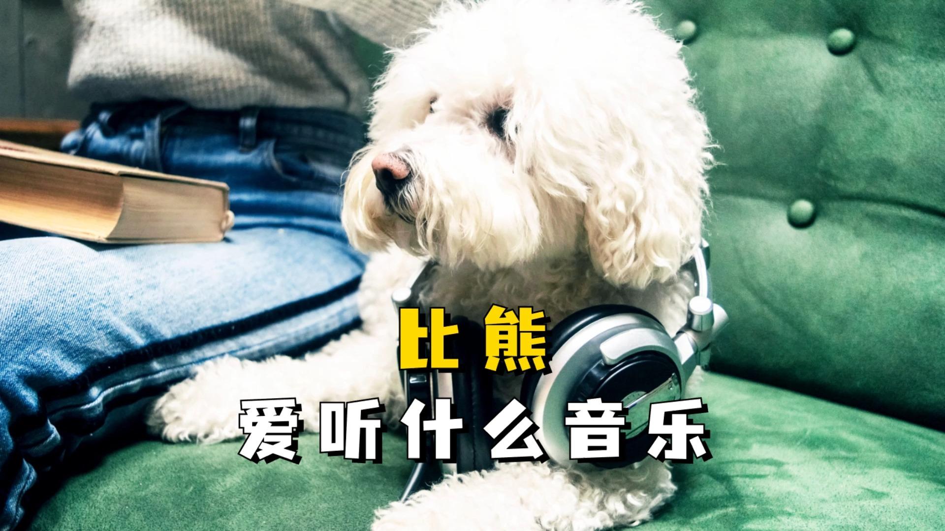 狗爱听歌吗?