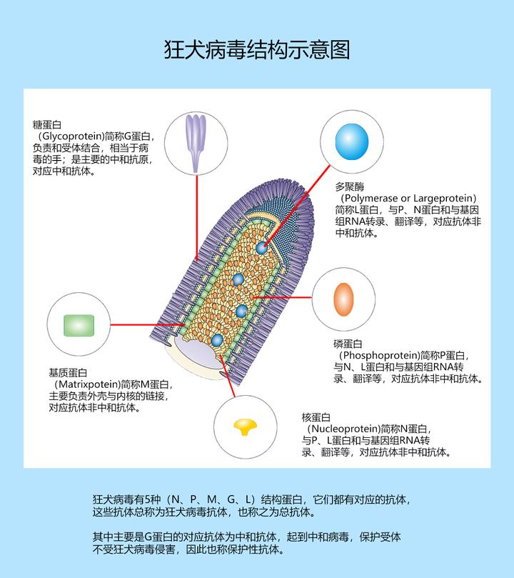 什么是狂犬病毒?